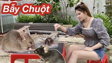 Cách Làm Bẫy Chuột Đơn Giản /Chỉ 1 Đêm Bẫy Hết Sạch Chuột Trong Nhà