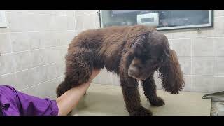 How to groom a cocker spaniel with skirt, dog grooming, no restraints