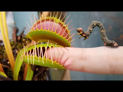 Why do the Most Dangerous Carnivorous Plants Eat Animals?