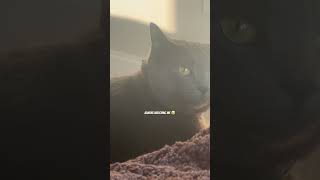 Thought I was watching my cat… turns out he was watching me the whole time.