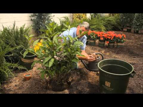 Video: Spirea busktransplantasjon - tips om å flytte en spireabusk i hagen