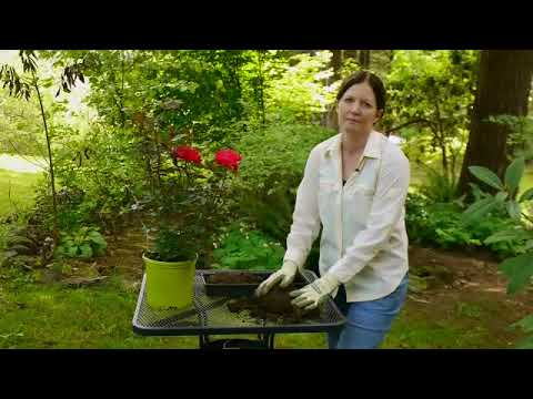 Video: Geriausias dirvožemis rožėms – dirvos paruošimas rožių krūmams
