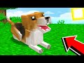 10 NUOVE RAZZE DI CANI - Minecraft ITA