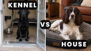 Should a Gundog Live in the House or Kennel?