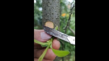 果树嫁接，新手可以去嘗試一下