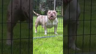 White American bully 👿 | American bully dogs #shorts