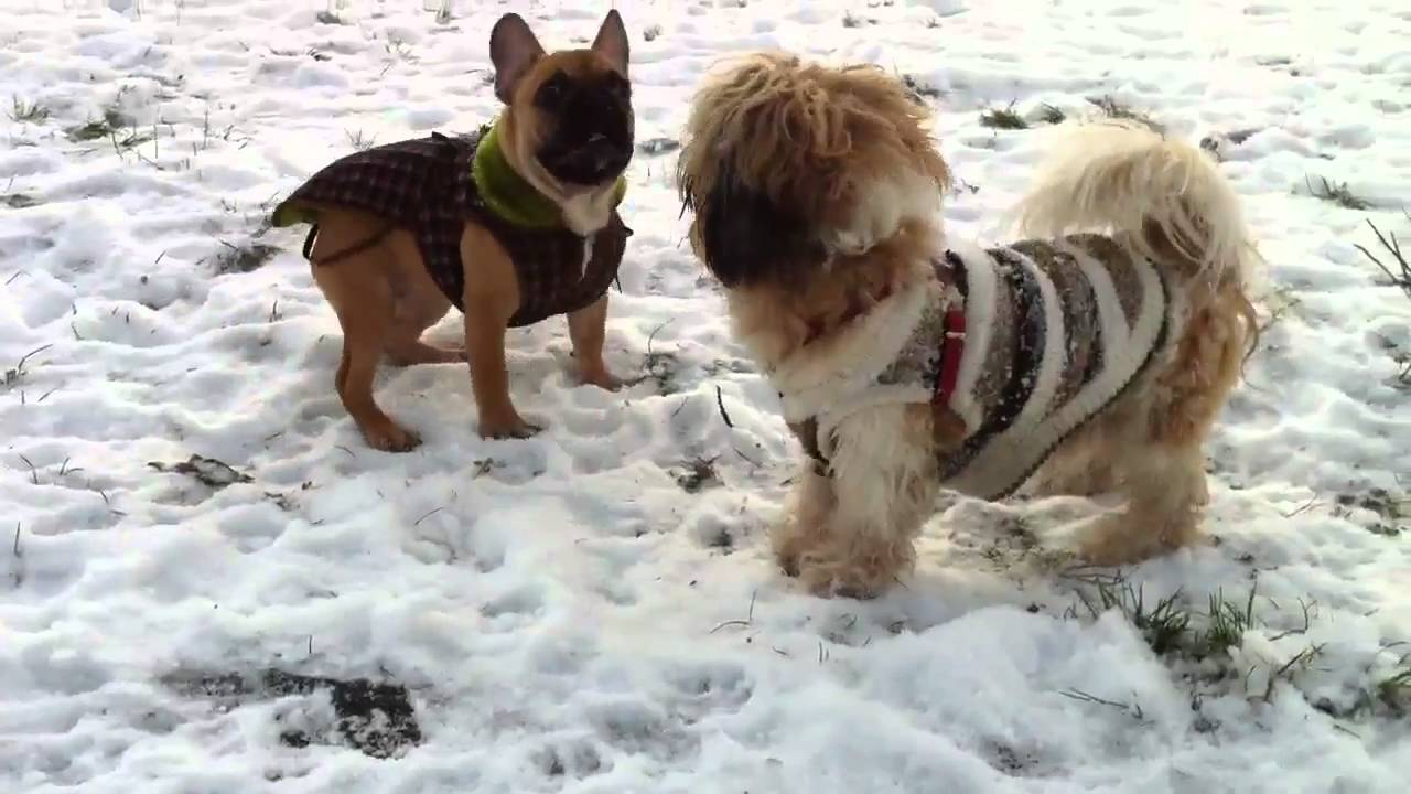 bulldog shih tzu mix puppies shih tzu bulldog in snow bulldog shih tzu mix puppies shih tzu bulldog in snow