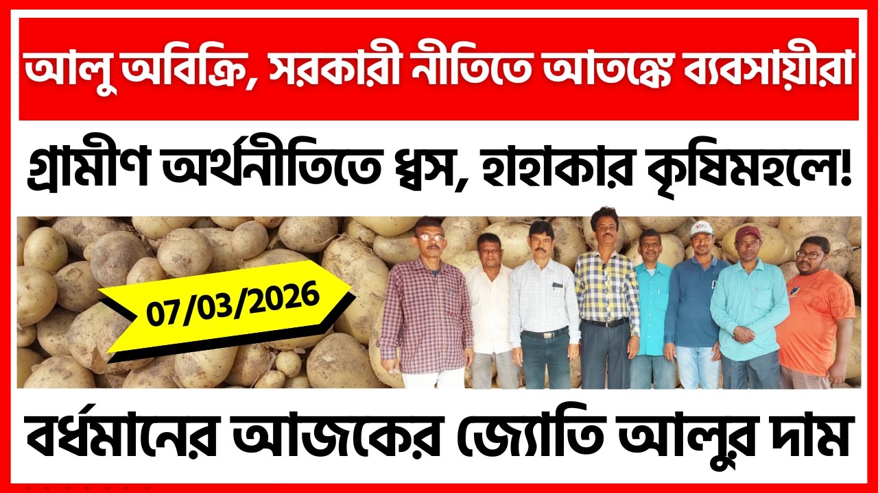 07/03/2026 : জামালপুরের রানাপাড়ার নতুন জ্যোতি আলুর দাম| Potato Price in Ranapara - India Potato News
