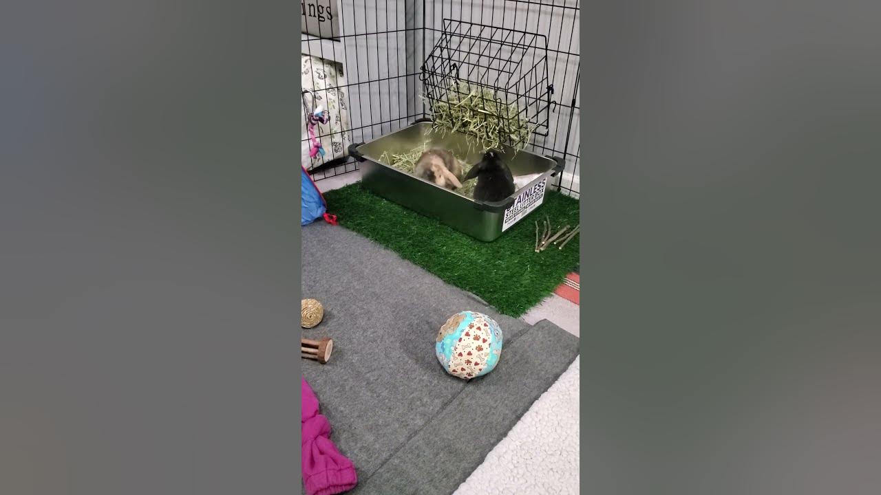 Olive and Pepper learning how to use their litterbox. YouTube