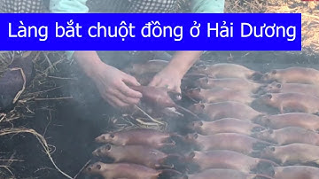 Ghé thăm làng bắt chuột đồng ở Hải Dương