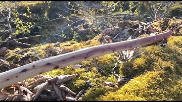 Juniper Survival Bow