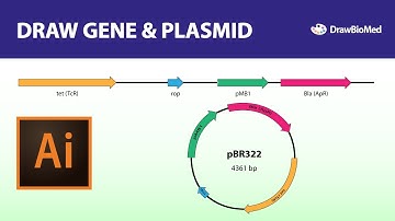 Draw gene/plasmid | Graphical abstract | Scientific Illustration | Illustrator for scientists