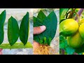 Как размножить Лимон при помощи листа и алоэ - 100% результат как вырастить новое лимонное дерево.