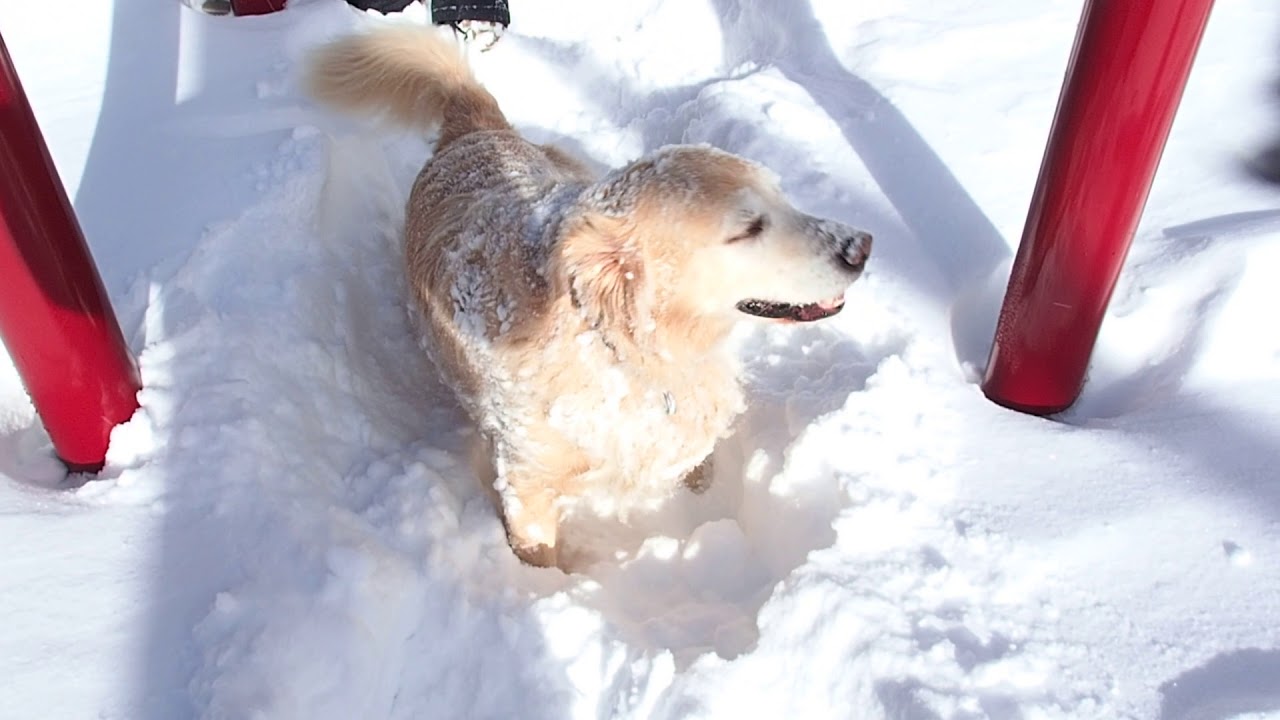 Funny Dog Tunneling Into the Snow at Mammoth Creek Park Mammoth Lakes