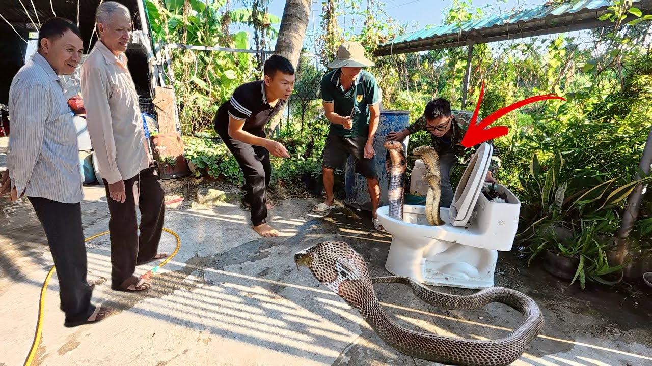 Kinh Hoàng! Đập Tan Bồn Cầu Giải Cứu Người Đàn Ông Khỏi Ổ Rắn Hổ Mang Ẩn Nấp Sau Mưa Lụt