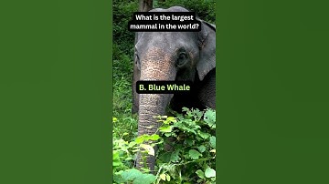 Ultimate General Knowledge Quiz - Test Your Brain Power! 🤯  #quiz #quizgames #quiztime #viral