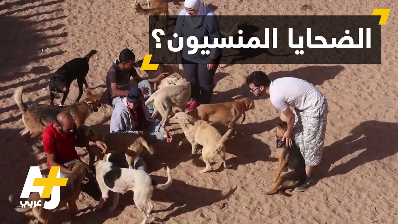 فريق لإنقاذ الحيوانات في سوريا