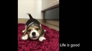 Funny Dogs 🐶 Videos, Funny Cats 😻 Video Compilation