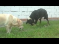 Kennel Prado Riviera ,spain mastiff Dakota 6 month の動画、YouTube動画。