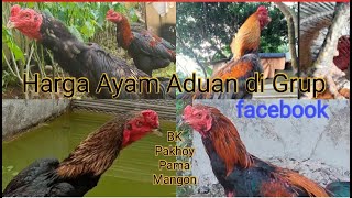 AYAM PAKHOY : PAMA, BESERTA HARGANYA