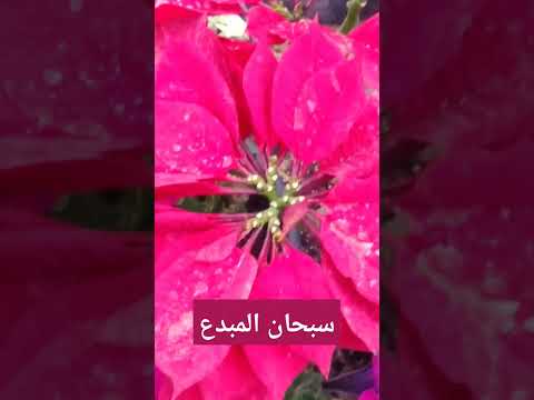 زهرة بنت القنصل جمال الزهور سبحان الله  نباتات الزينة 