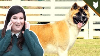 ARE AKITA GOOD GUARD DOGS?