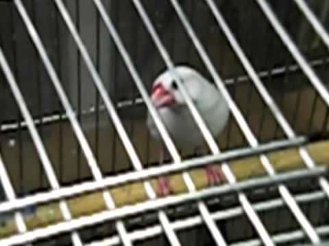 文鳥ホワイトハウス０