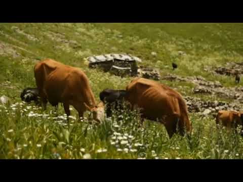 Yel Vurdu Bir Yandan Bir Yana Döndüm ~ Yıldırım Budak