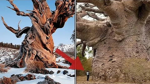 ¿Cuál es el árbol más antiguo de la Tierra?