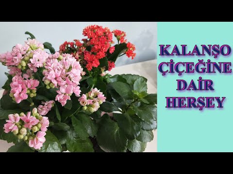 Video: Kalanchoe Ne Zaman Çiçek Açar - Kalanchoe'nun Tekrar Çiçeklenmesine İlişkin İpuçları