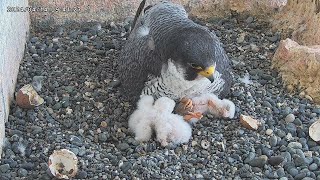 Osaka Peregrine Falcons/2024-04-14/ Kirara III (Dad) with his 3 chicks