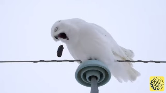 DISSECTING An OWL PELLET﻿ - Steep Rock Association