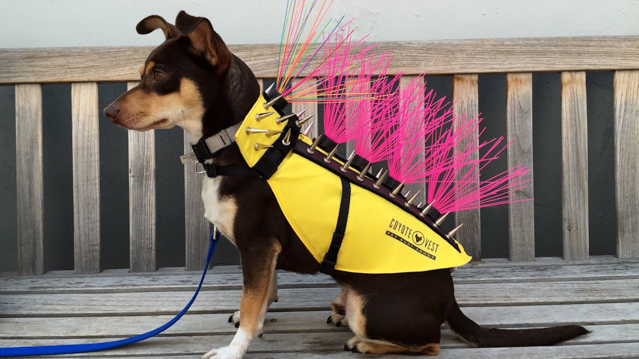 Pet Protection Vests with Spikes Help Protect Small Dogs from Predators