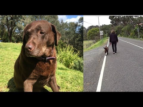 30 Minute Virtual Treadmill Walk with Millie the Chocolate Lab