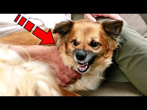 Video: Zakaj pes veliko zadiha?