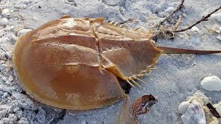 366 Вьетнам Нячанг КРАБ-МЕЧЕХВОСТ ИНСТИТУТ ОКЕАНОГРАФИИ Vietnam Nha Trang Oceanography MANGROVE CRAB