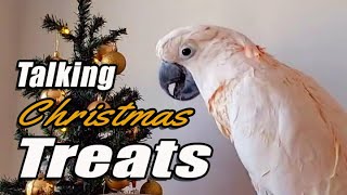 Max Plots Christmas Mischief While Talking Snacks 🎄🦜 | Subtitles