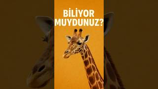 Zürafalar bizden kısa mı?🤔 #ilginçbilgiler #keşfet #bilgi #shorts #zürafalar #zürafa #afrika #doğa