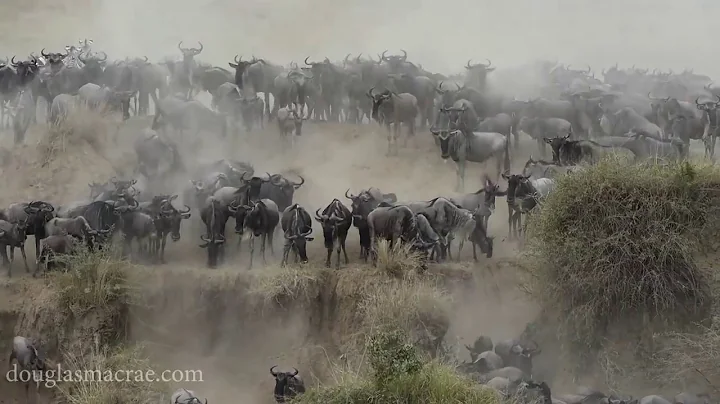 Wildebeest Migration in Kenya