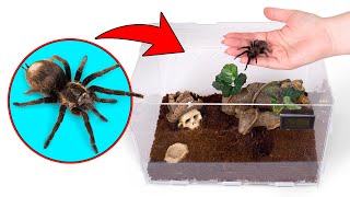 Cómo crecen las tarántulas | Una perfecta casa para tu mascota araña
