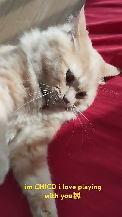 Please play with me😸 please subscribe