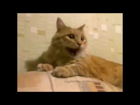 картинки кот смеётся