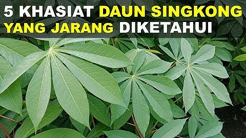 5 Khasiat Daun Singkong Yang Jarang Diketahui