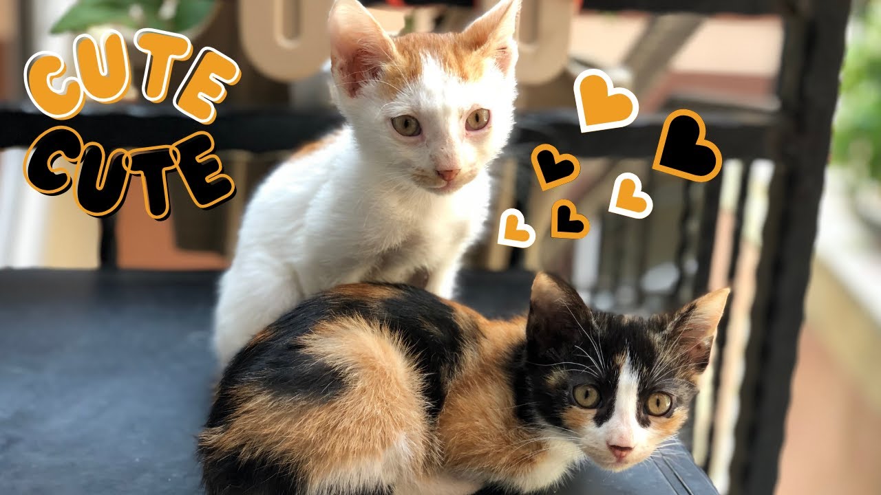 Meet My Irresistibly Charming Kittens - Your Daily Dose of Cuteness!