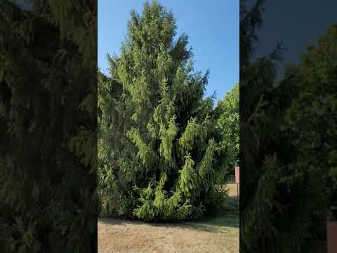 2656 Edwin Dr, Beavercreek, OH home video tour