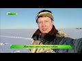 Охотничьих собак хладнокровно расстреляли  Новости Кирова 30 12 2019