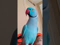 Talking parrot- Indy the Indian Ringneck