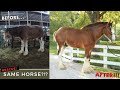 Clydesdale horse rescue  olivers unbelievable transformation