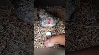 We steal eggs from this mother hen asmr قرد shorts