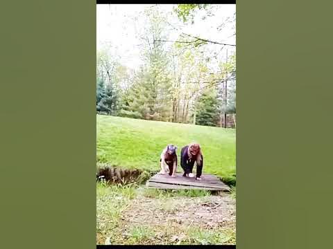 a fox and a quadrobist walking on a bridge 🌱🌱 - YouTube